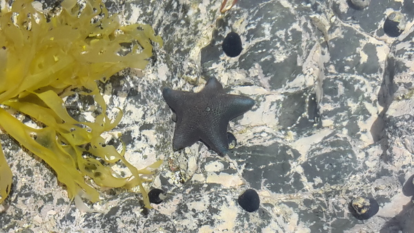 Nz Star Fish NZ Blog
